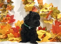 Puppy 1