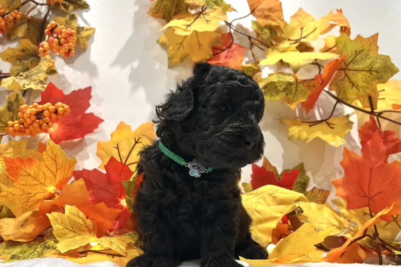 Miniature Poodle