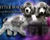 Miniature Poodle