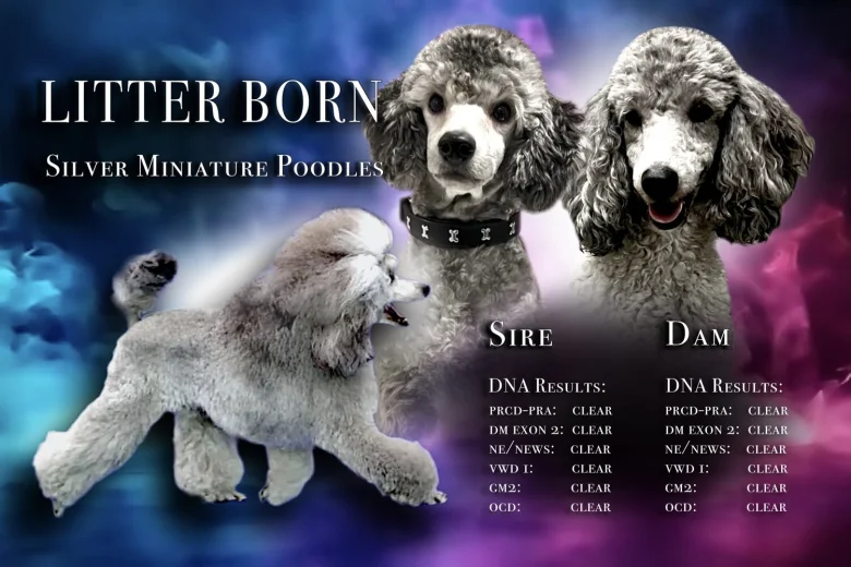 Miniature Poodle