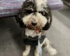 Miniature Poodle