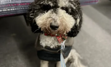 Miniature Poodle