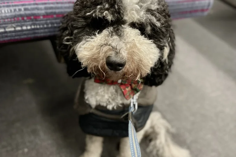 Miniature Poodle