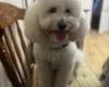 Miniature Poodle