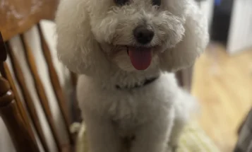 Miniature Poodle
