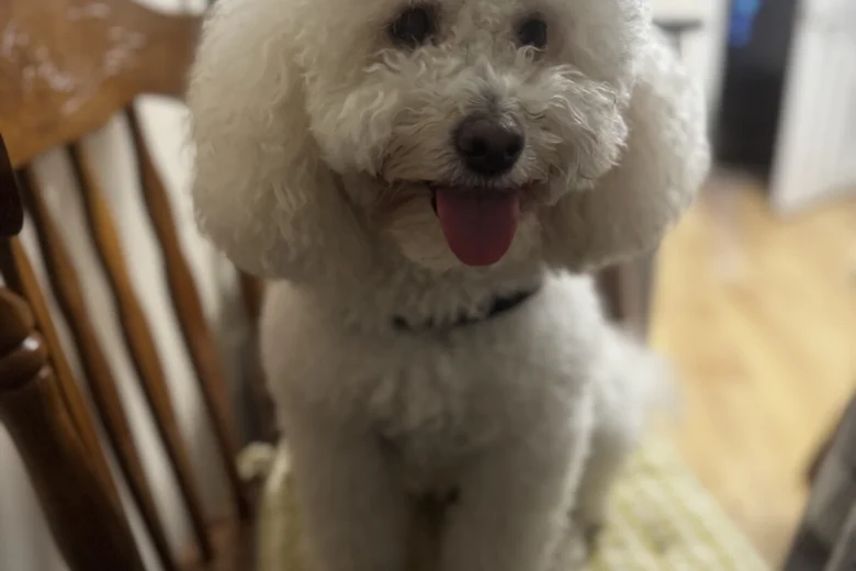 Miniature Poodle
