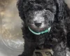 Miniature Poodle