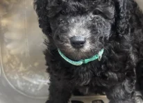 Puppy 2