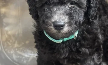 Miniature Poodle