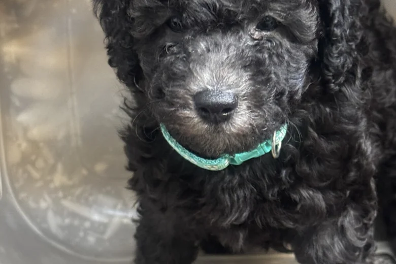 Miniature Poodle