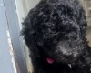 Miniature Poodle