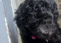 Puppy 3