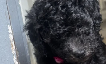 Miniature Poodle