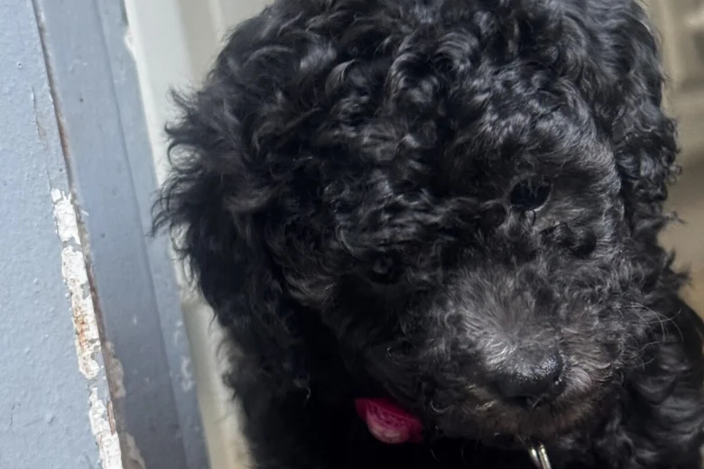 Miniature Poodle