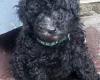Miniature Poodle