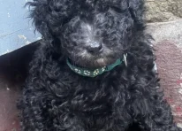 Puppy 1