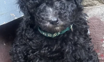 Miniature Poodle
