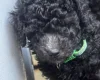 Miniature Poodle