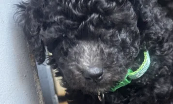 Miniature Poodle