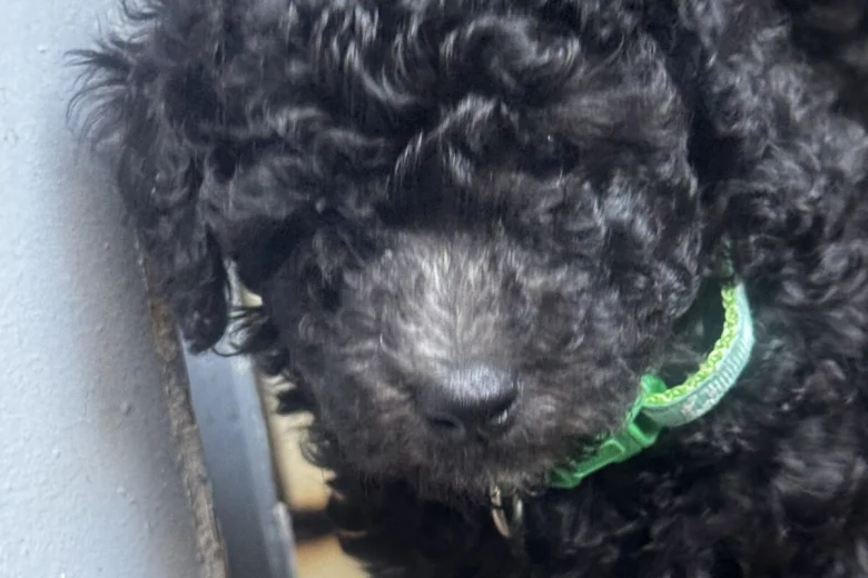 Miniature Poodle