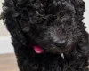 Miniature Poodle
