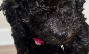 Miniature Poodle