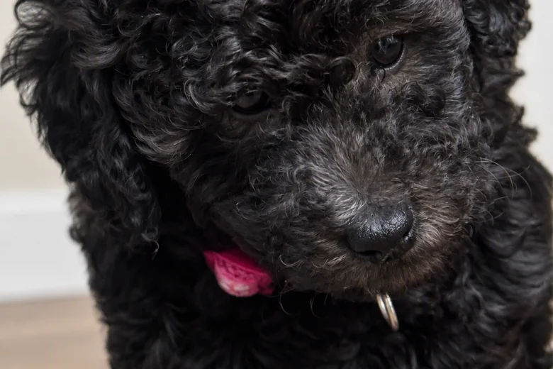Miniature Poodle