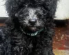 Miniature Poodle