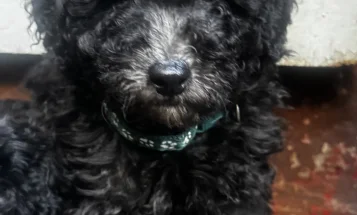 Miniature Poodle