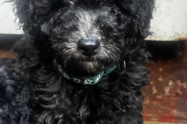 Miniature Poodle