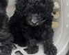 Miniature Poodle
