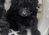 Puppy 5
