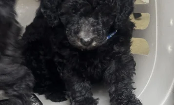 Miniature Poodle