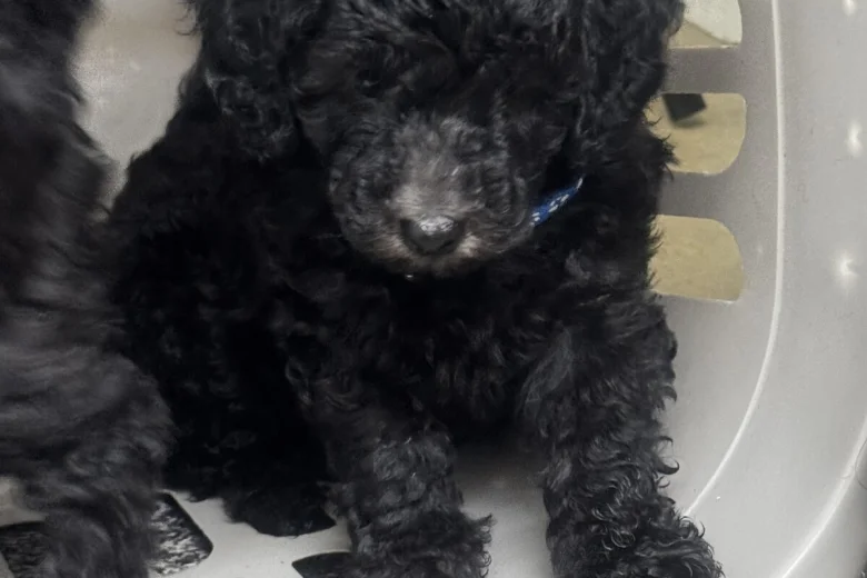 Miniature Poodle