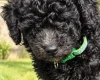 Miniature Poodle