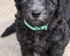 Miniature Poodle
