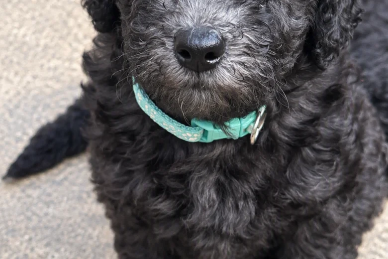 Miniature Poodle