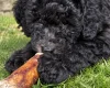 Miniature Poodle