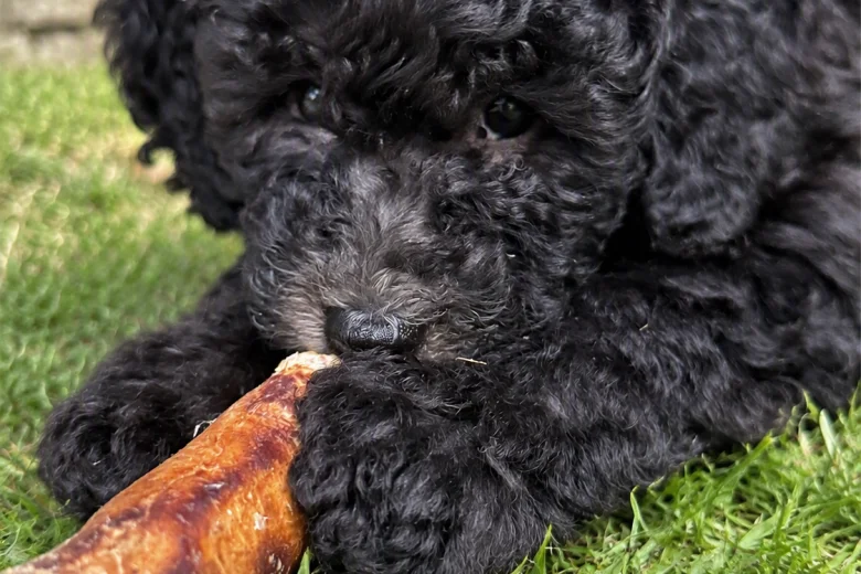Miniature Poodle
