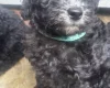 Miniature Poodle