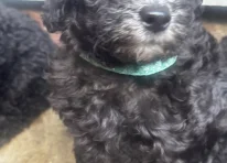 Puppy 4