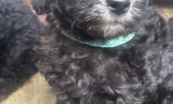 Miniature Poodle