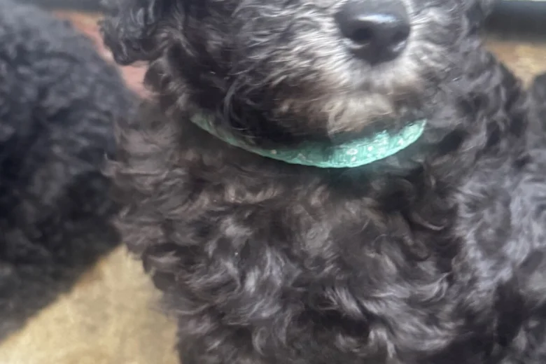 Miniature Poodle