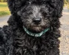 Miniature Poodle