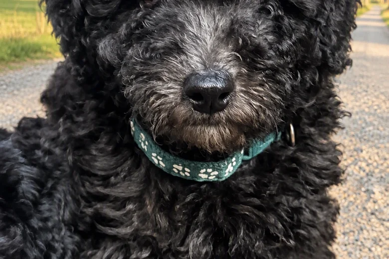 Miniature Poodle