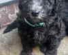 Miniature Poodle