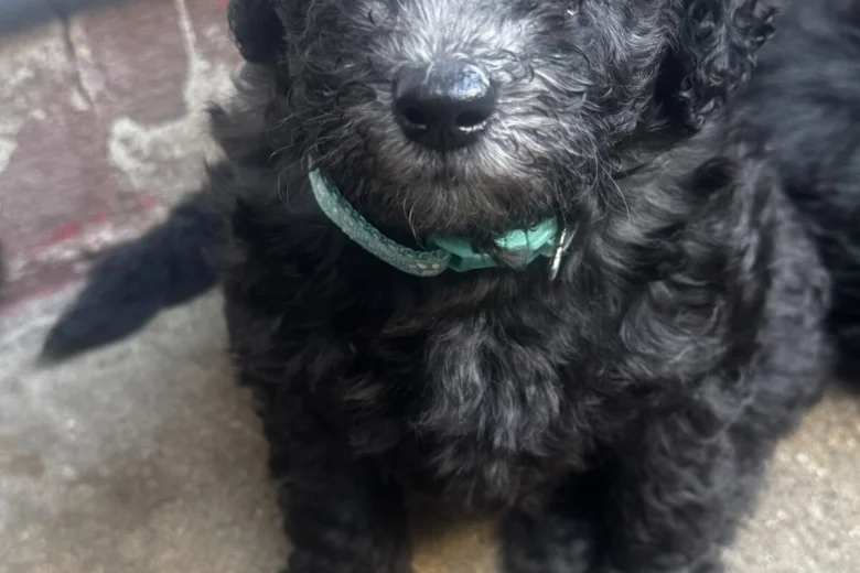 Miniature Poodle