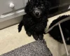 Miniature Poodle