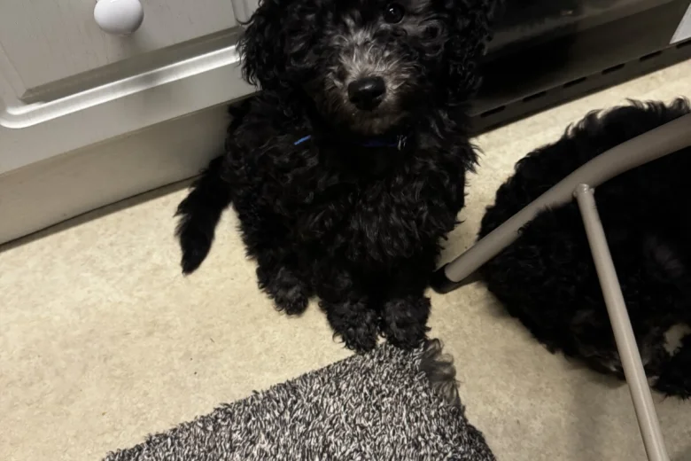 Miniature Poodle