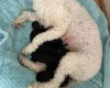 Miniature Poodle